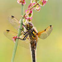 Four Spotted Chaser 3 